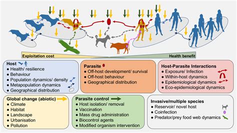 Conceptual Illustration Of Host Parasite Interactions At Different