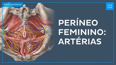 O Que E Perineo Feminino