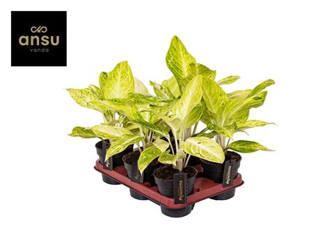 Aglaonema 'Citronelle' — Plant Wholesale FlorAccess