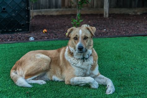 Free stock photo of beautiful, dog, majestic