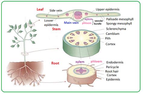 Distribution Of Xylem And Phloem In Roots Stems And Leaves Biology