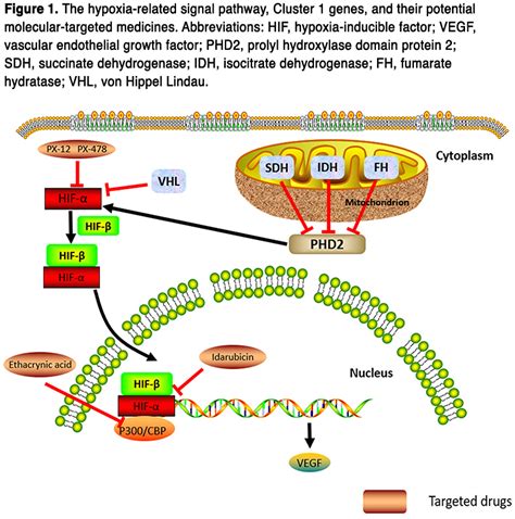 Therapies Targeting The Signal Pathways Of Pheochromocytoma And