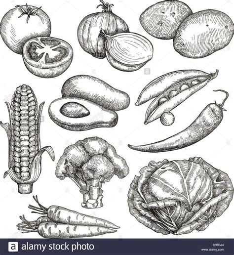 various vegetables and fruits drawn in black ink on white paper royalty ...