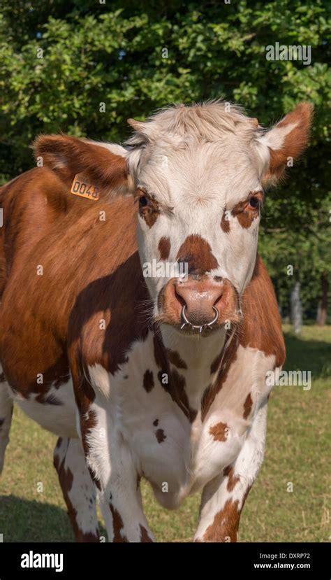 Normande Cattle Stock Photos & Normande Cattle Stock Images - Alamy