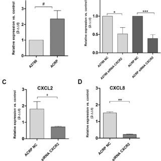 CXCR2 Is Overexpressed And Modulates The Expression Of CXCL2 And CXCL8