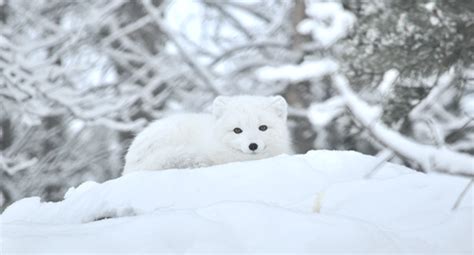 Yukon Wildlife on Behance