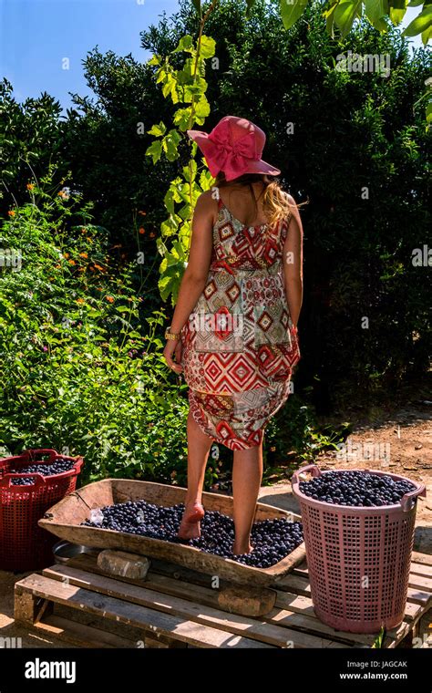 Pigiatura Uva Piedi Immagini E Fotografie Stock Ad Alta Risoluzione Alamy