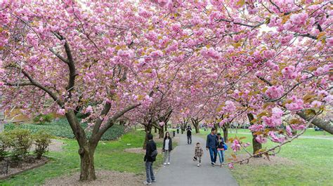 Cherry Blossom Botanical Garden | Fasci Garden