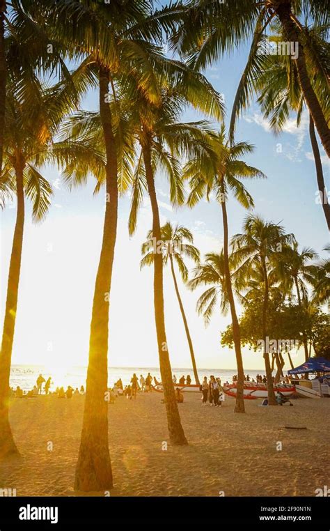 Palm trees on the beach at sunset, Waikiki Beach, Honolulu, Oahu, Hawaii, USA Stock Photo - Alamy