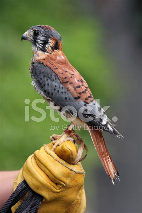 Hooded Falcon Stock Photo Royalty Free FreeImages