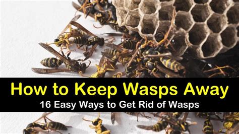 How To Keep Wasps Away 16 Ways To Get Rid Of Wasps