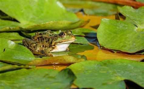 frog water frog frog pond amphibian animal sitting 4k HD Wallpaper