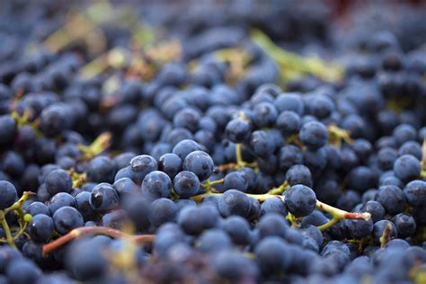 Vendemmia 2022 Uve Sane Per Vini Di Struttura E Lungo Invecchiamento