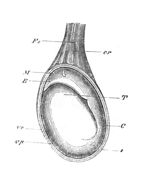 1 100 Testicule Stock Illustrations Graphiques Vectoriels Libre De