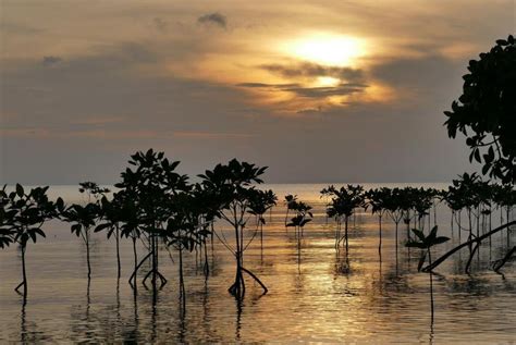 Scientists Surprised To Learn Mexico Mangroves Have Trapped Carbon For