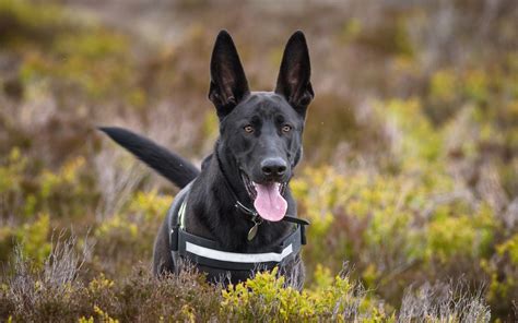 wallpaper black dog sheepdog  picture image