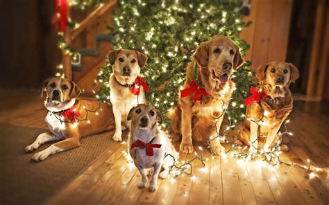 Christmas Animals Wallpapers Top Free Christmas Animals Backgrounds