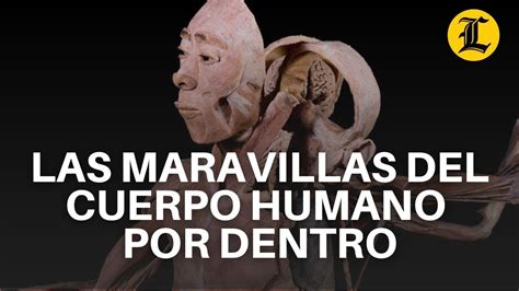 Las Maravillas Del Cuerpo Humano Por Dentro YouTube