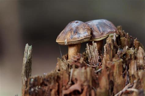 Boletus in forest 12570238 Stock Photo at Vecteezy