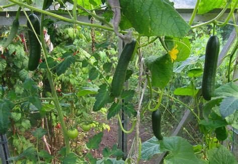 22+ Burpless Cucumber Planting - GaoboGillean