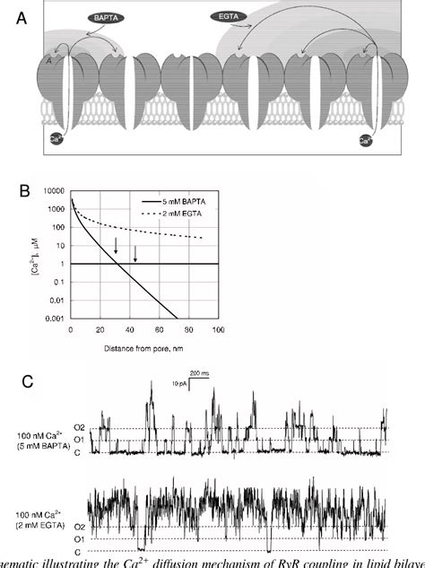 Figure From Regulation Of Ryanodine Receptors From Skeletal And