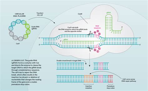 Crispr S Adaptation To Genome Editing Earns Chemistry Nobel The