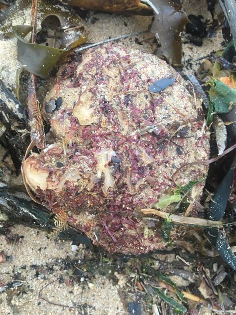 Mauve Mouth Ascidian From Berith Street Umina Beach Nsw Au On