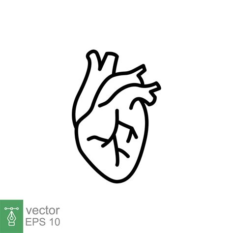 Human heart icon. Simple outline style. Internal organ, real, cardiology, cardiac anatomy ...