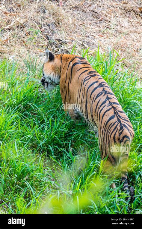 A rare image the tiger eating grass in order to digest the meat Stock ...