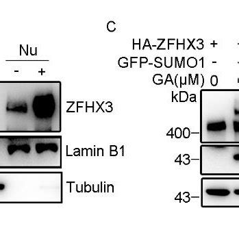 SUMOylation Does Not Change The Subcellular Localization Of ZFHX3 A