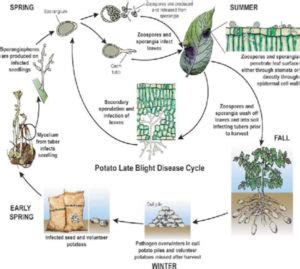 Late Blight of Potato| Phytophthora infestans| Symptoms & Control