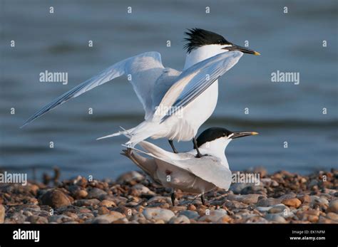 A Pair Of Sandwich Terns Coupled And Between Mating Sessions Rye