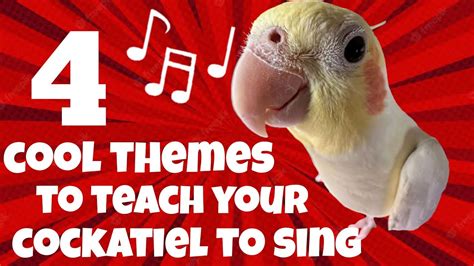 4 Cool Themes To Teach Your Cockatiel To Sing COCKATIEL WHISTLE