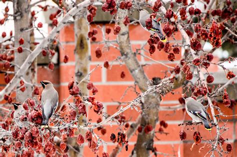 Free Images Tree Nature Forest Branch Winter Bird Wing Plant