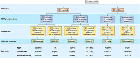 Molecular Classification Of Diffuse Glioma And Frequency Of Each