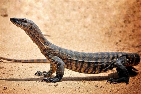 Foto Perbedaan Biawak Dan Komodo