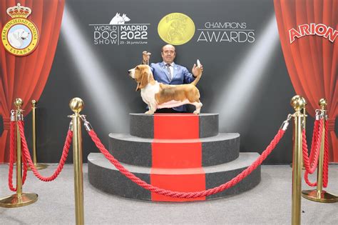 Arion Champions Awards Basset Hound De Tres Manzanas