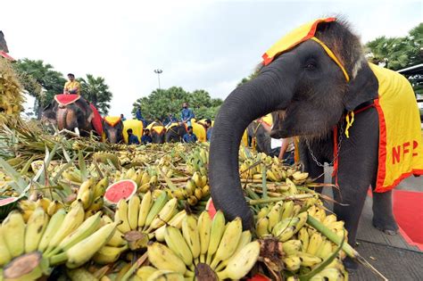 Asia Album Celebrating National Elephant Day In Thailands Pattaya Xinhua