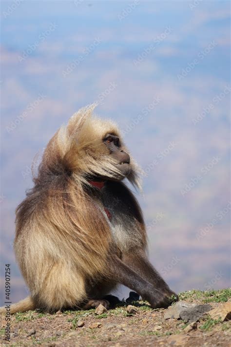 Gelada Monkey Stock Photo | Adobe Stock