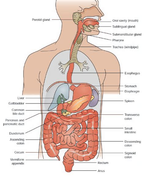 Anatomy Of Major Organs