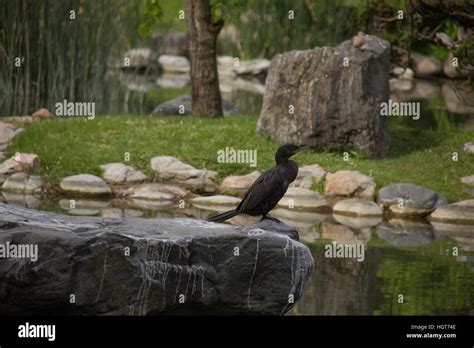 Japanese Garden In Buenos Aires Argentina Stock Photo Alamy