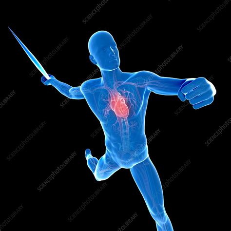 Male Cardiovascular System Artwork Stock Image F008 2720 Science