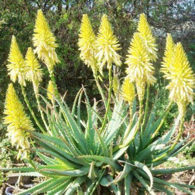 Indigenous Waterwise Shrubs Available At Malanseuns