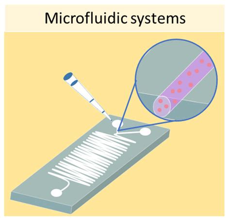 Ijms Free Full Text Three Dimensional Cell Cultures The Bridge