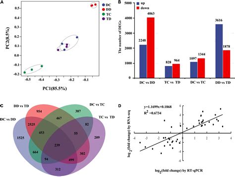 Frontiers Tetraploidy In Citrus Wilsonii Enhances Drought Tolerance