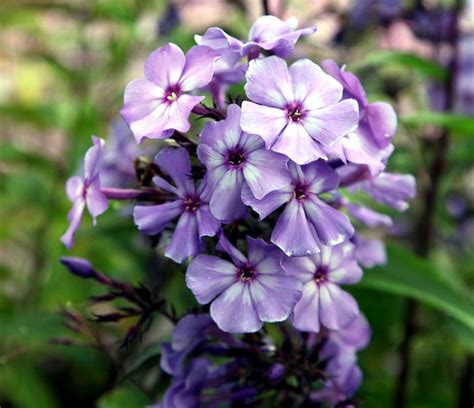 How to grow Garden Phlox | Phlox care | Propagation garden phlox ...