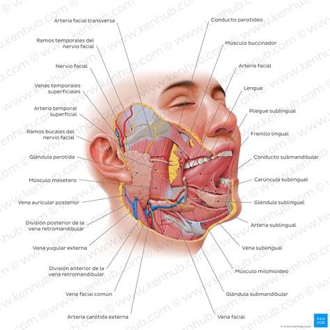 Glándula parótida Anatomía inervación e importancia Kenhub