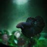 Best 13 Black Aquarium Fish With Pictures Which One Do You Have