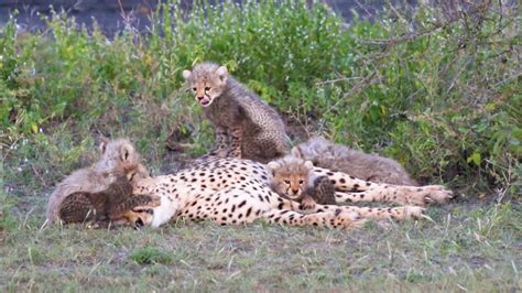 Patient Cheetah Mum With Adorable Cubs Youtube