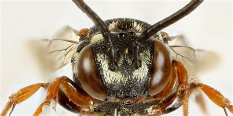 Gew Hnliche Filzbiene Wildbienen